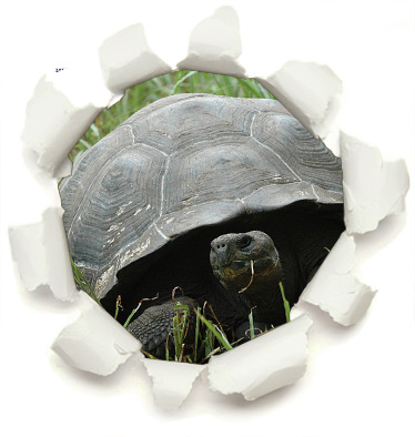 Think Galapagos Website